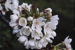 Prunus avium