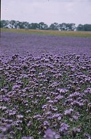 Phacelia tanacetifolia