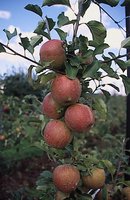 Malus domestica