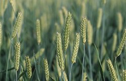 Hordeum vulgare var. hexantistichum (jęczmień zwyczajny sześciorzędowy)