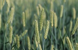 Hordeum vulgare var. hexantistichum (jęczmień zwyczajny sześciorzędowy)