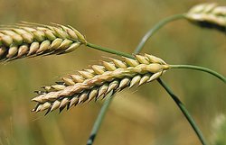 Hordeum hexantistichum