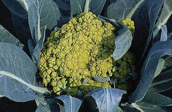 Brassica oleracea var. botrytis