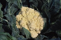 Brassica oleracea var. botrytis