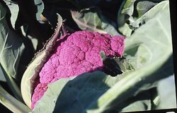 Brassica oleracea var. botrytis