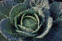 Brassica oleracea var. sabauda