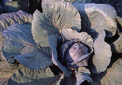 Brassica oleracea var. capitata