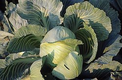 Brassica oleracea var. capitata