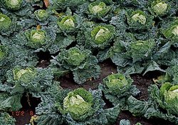 Brassica oleracea