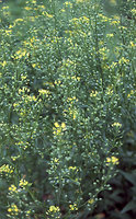 Camelina sativa