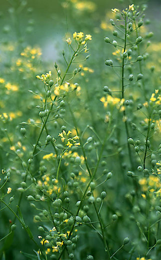 Camelina sativa