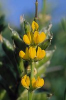 Lupinus luteus