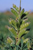 Lupinus luteus