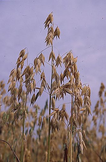 Avena sativa