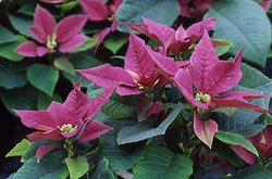 Euphorbia pulcherrima (wilczomlecz piękny)