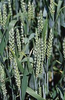 Triticum aestivum