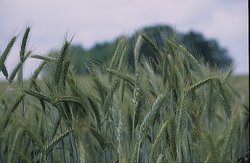 Triticale