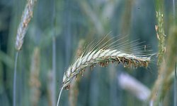 Triticale