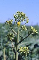 Brassica napus ssp. napus (kapusta rzepak typowa)