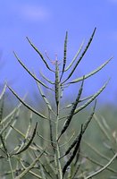 Brassica napus ssp. napus (kapusta rzepak typowa)