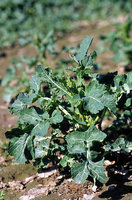 Brassica napus ssp. napus (kapusta rzepak typowa)