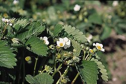 Fragaria xananassa