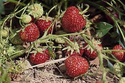 Fragaria xananassa