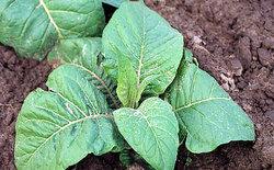 Nicotiana tabacum