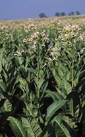 Nicotiana tabacum