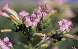 Nicotiana tabacum