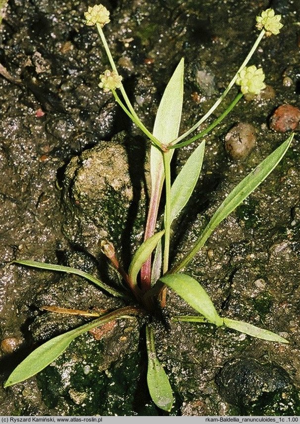 Baldellia ranunculoides (żabienica jaskrowata)