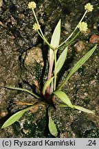 Baldellia ranunculoides (żabienica jaskrowata)