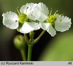 Caldesia parnassifolia (kaldezja dziewięciornikowata)