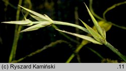 Caldesia parnassifolia (kaldezja dziewięciornikowata)