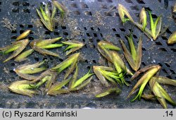 Caldesia parnassifolia (kaldezja dziewięciornikowata)