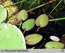 Caldesia parnassifolia (kaldezja dziewięciornikowata)