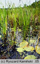 Caldesia parnassifolia (kaldezja dziewięciornikowata)