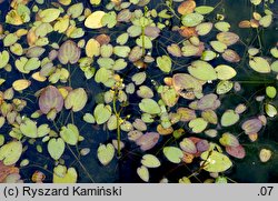 Caldesia parnassifolia (kaldezja dziewięciornikowata)