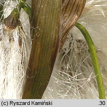 Eriophorum angustifolium (wełnianka wąskolistna)