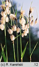 Eriophorum latifolium (wełnianka szerokolistna)