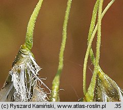 Eriophorum latifolium (wełnianka szerokolistna)