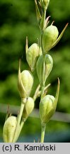 Gladiolus paluster (mieczyk błotny)