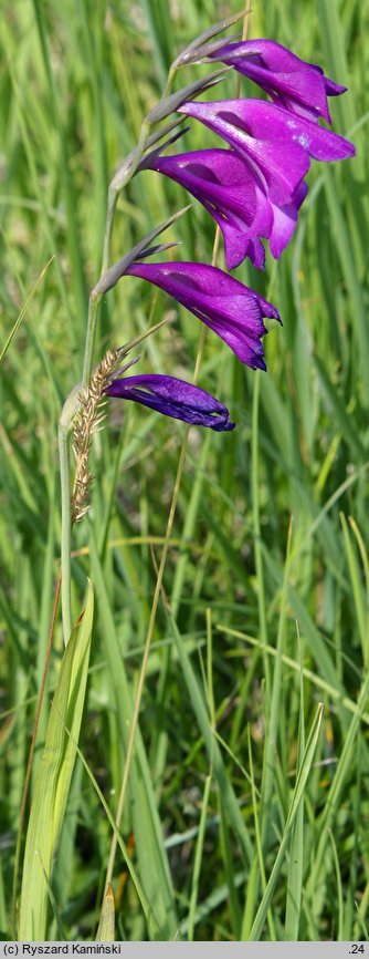 Gladiolus paluster (mieczyk błotny)