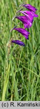 Gladiolus paluster (mieczyk błotny)