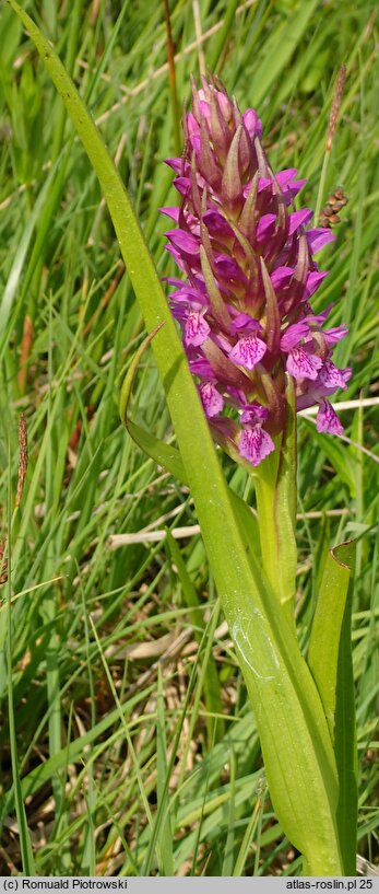 Dactylorhiza incarnata ssp. incarnata (kukułka krwista typowa)