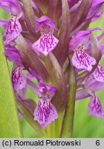 Dactylorhiza incarnata ssp. incarnata (kukułka krwista typowa)