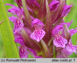 Dactylorhiza incarnata ssp. incarnata (kukułka krwista typowa)