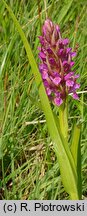 Dactylorhiza incarnata ssp. incarnata (kukułka krwista typowa)