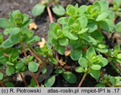Illecebrum verticillatum (goździeniec okółkowy)