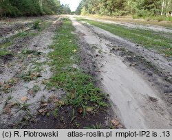 Illecebrum verticillatum (goździeniec okółkowy)